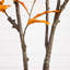 6 pi Arbre d'automne