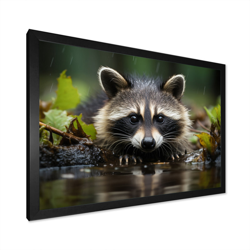 Curious Raccoon I - Animals Canvas Prints, H 24 po x l 32 po x P 1 po, Cadre photo noir