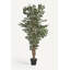 Ficus Faux Plant