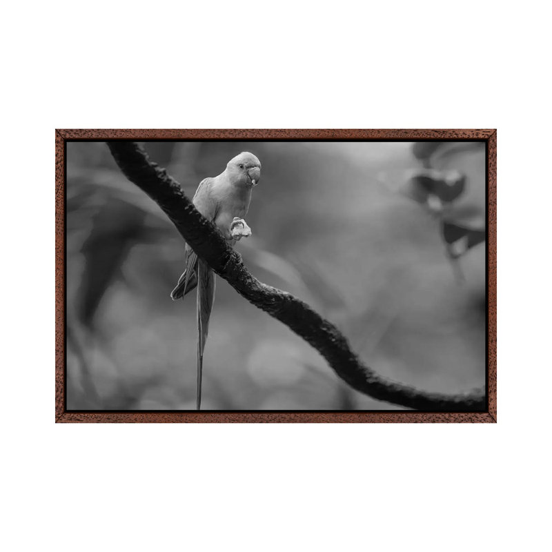 Rose-ringed Parakeet feeding, Jurong Bird Park, Singapore 1 Piece Wall Art on Canvas, 66.04 cm H x 45.72 cm W