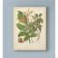 « botanique vi », reproduction d’impression sur toile tendue-33521035