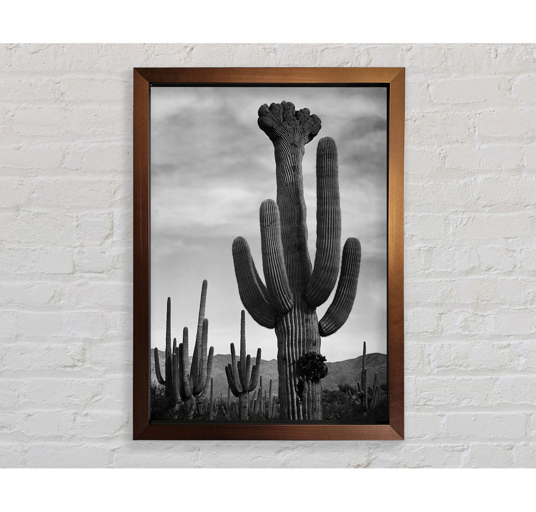 Kaktus im Saguaro National Monument in Arizona B N W - Einzelne Bilderrahmen Kunstdrucke