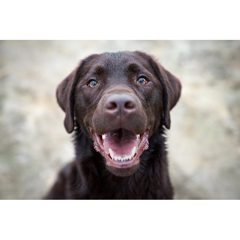 Cute Labrador Retriever Puppy by Frantic - Wrapped Canvas Print, 81cm H x 122cm W x 3.8cm D