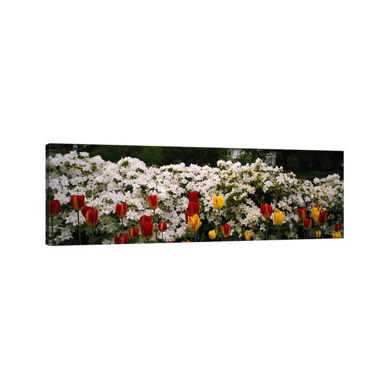 Flowers In A Garden, Sherwood Gardens, Baltimore, Maryland, USA - Wrapped Canvas Panoramic Print