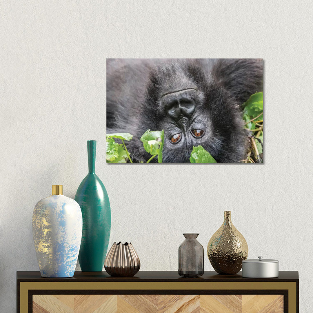 Rwanda, Volcanoes National Park, Ruhengeri, Kinigi. Mountain Gorilla I by Emily Wilson - Gallery-Wrapped Canvas Giclée on Canvas