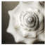 Ocean Charms IV Print by Mari Urasawa-26773771-26773776