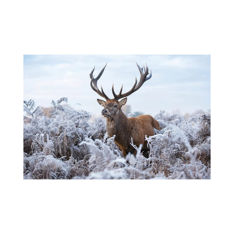 Fine Frosty Fellow by Max Ellis - Wrapped Canvas Painting, 66.04 cm H x 45.72 cm W