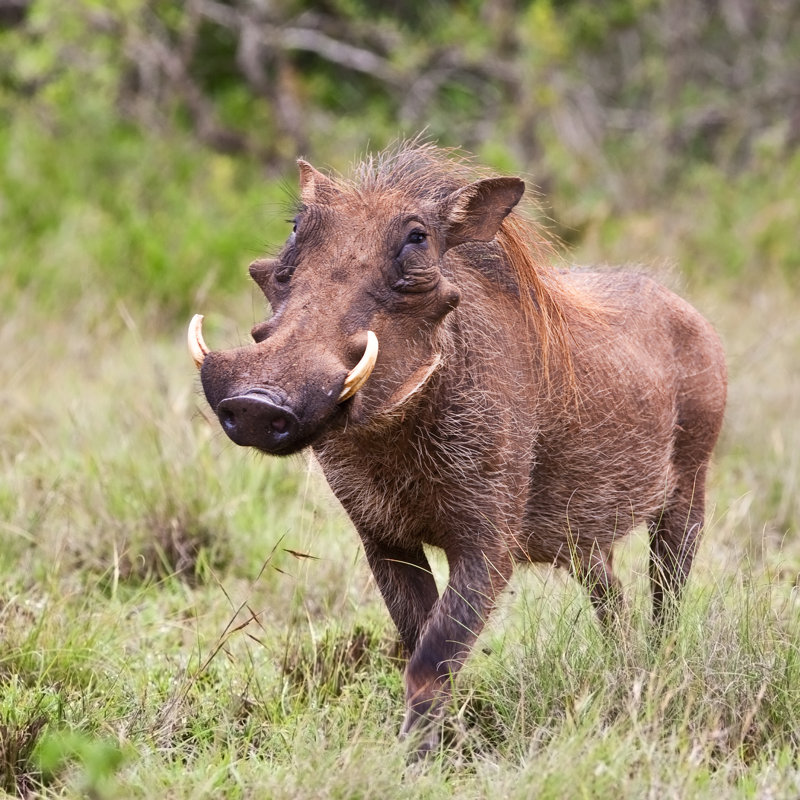 A Male Warthog Walking In Kruger National Park by Palenque - Wrapped Canvas Print, 76.2cm H x 76.2cm W