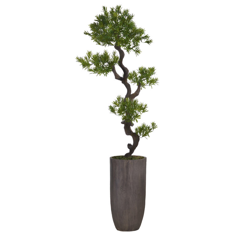 Panama Bonsai Tree in Resin Planter