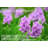 Stalder Water Hyacinth Napkin Holder