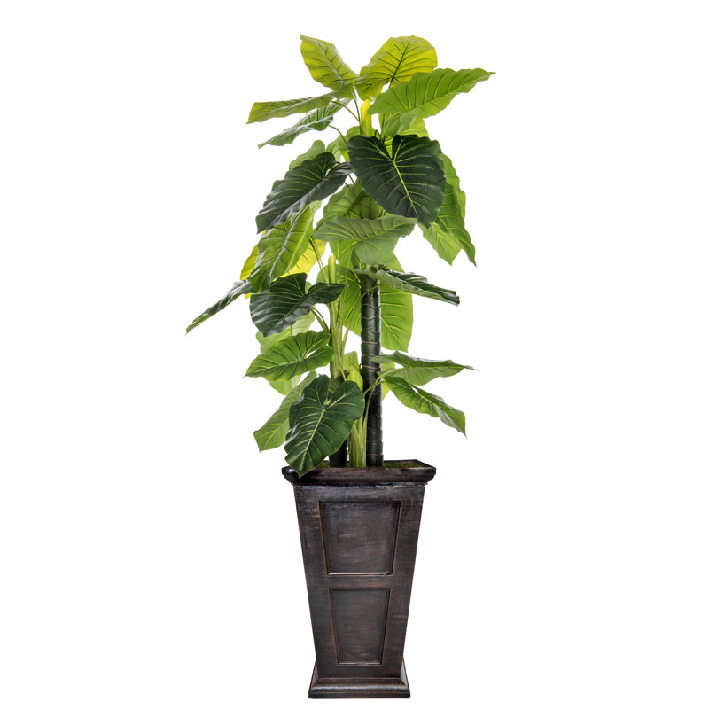 Arbre d'oreille intérieur / extérieur Panama