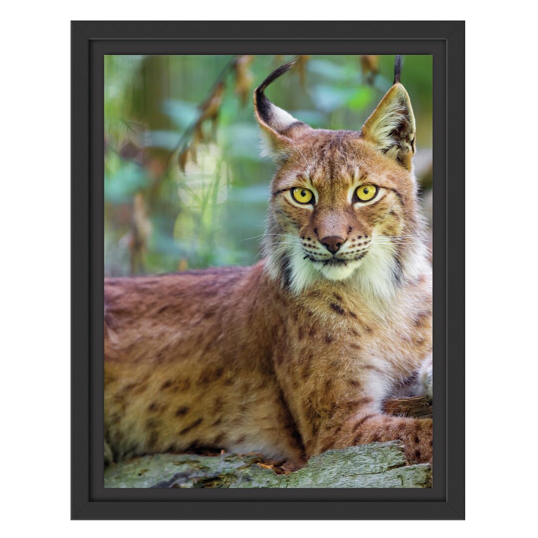 Gerahmtes Wandbild aufmerksamer Luchs