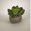 Faux Succulent in Pot