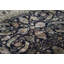 Chantel Oriental Area Rug