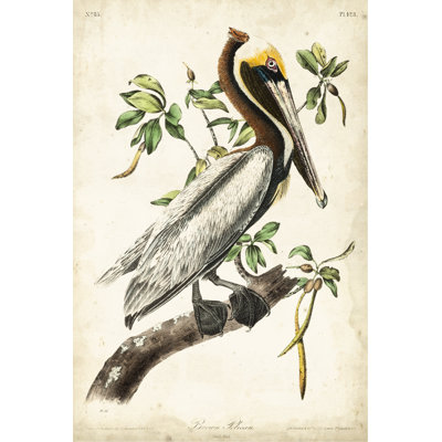 Brown Pelican by James Audubon - Painting Print