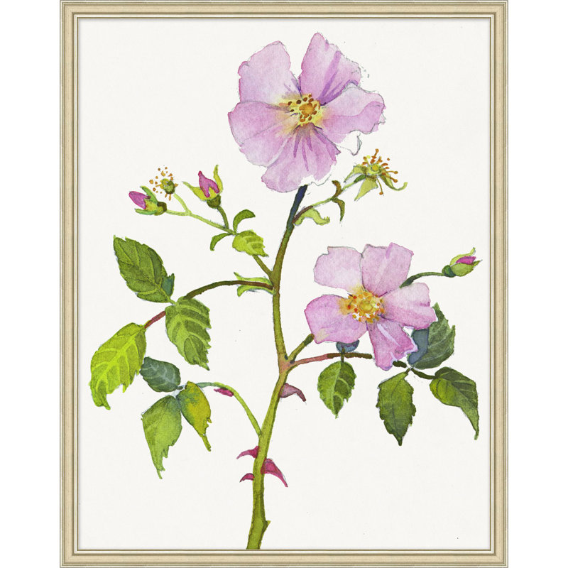 Wild Rose 1 Print by Lillian August