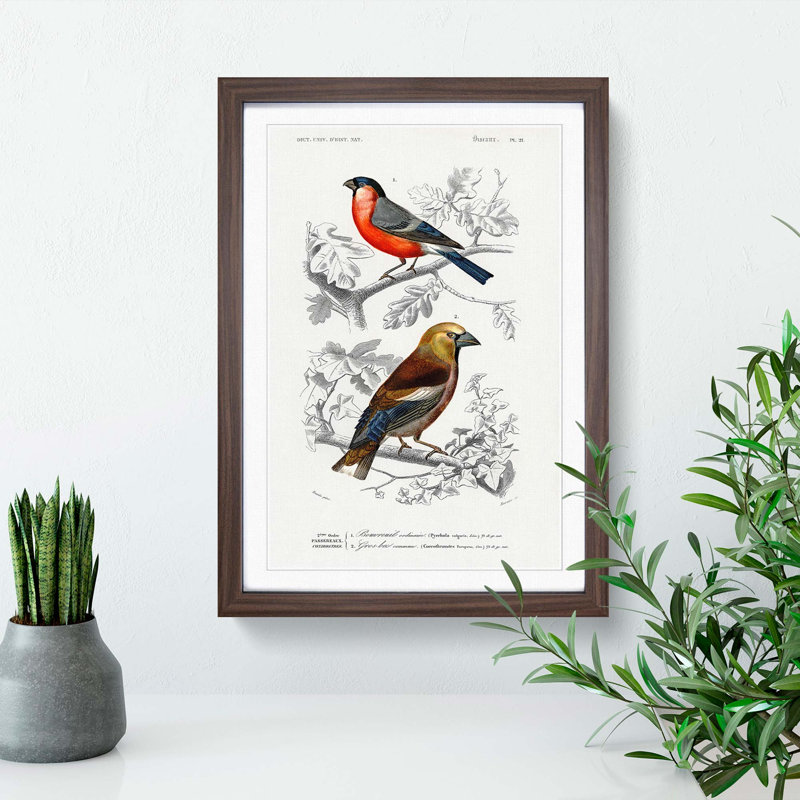 Bird Illustrations PL. 21 by Charles d Orbigny - Framed Print, 63cm H x 45cm W x 2cm D, Walnut Framed