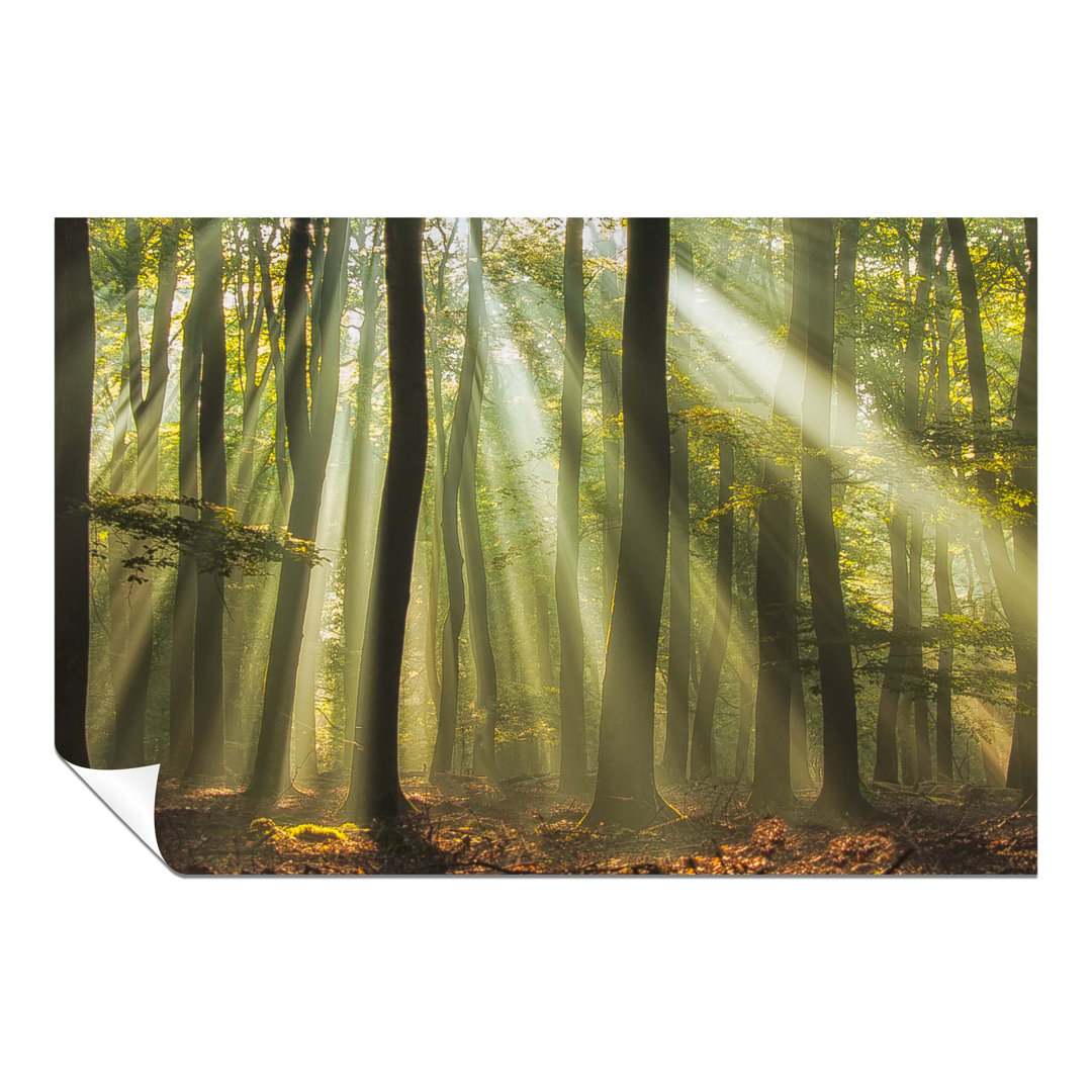 Panther Print Fine Art Prints Sun Rays In Forest Woods Artistic Unframed Poster, Pictures For Home Walls, Bedroom, Living Room & Bathroom Decor