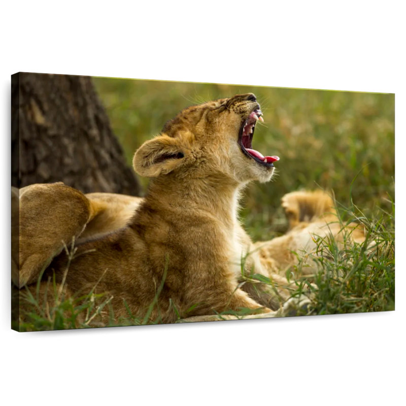 Crowle Sleepy Lion Cub, H 26 po x l 39 po