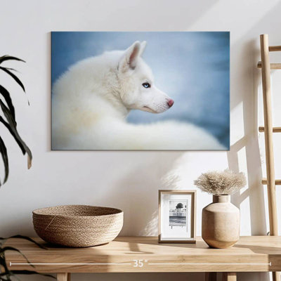 Pure White Husky