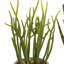 Small Succulents Ceramic Pots