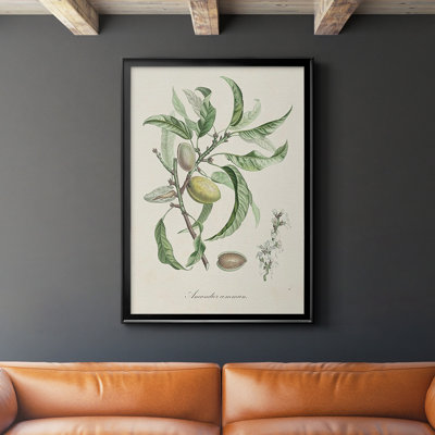 " Antique Almond Botanical IV "