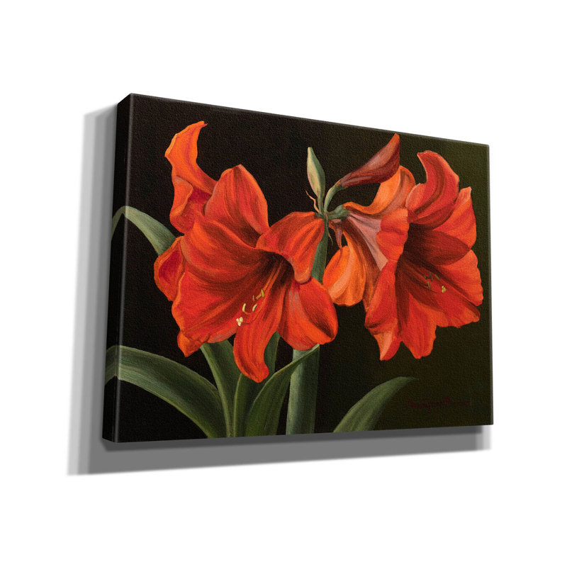 'Amaryllis' by Christopher Pierce, Canvas Wall Art, 40" H x 54" W x 1.5" D