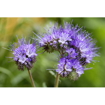 Lavedan Phacelia Flower - Wrapped Canvas Print