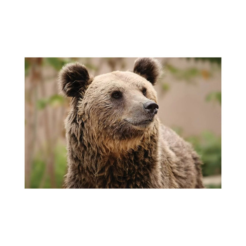 Bears III by Goran Anastasovski - Wrapped Canvas Print, 20.32 cm H x 30.48 cm W