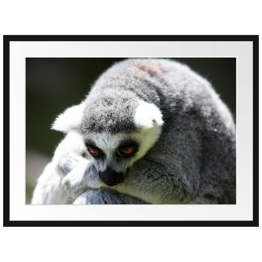 Gerahmtes Fotoposter 'Sitzender Ringelschwanzlemur'