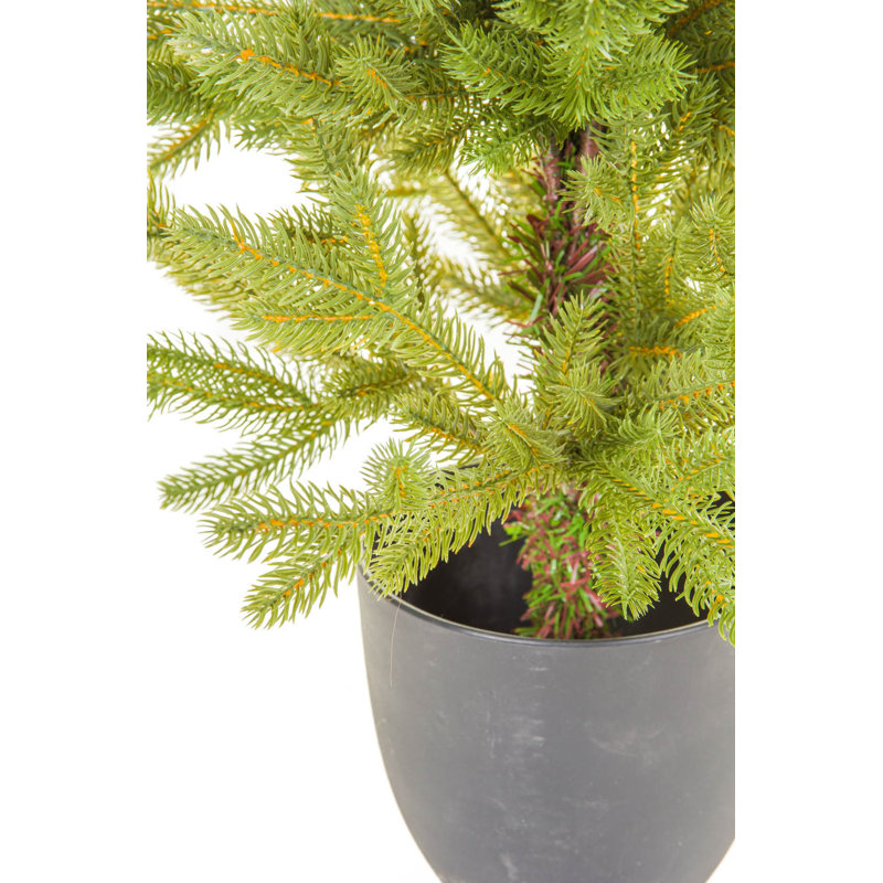 36 plantes