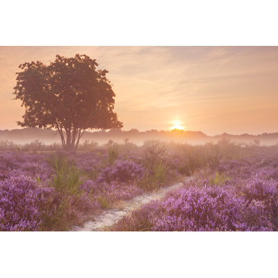 Fog Over Blooming Heather Near Hilversum - Wrapped Canvas Print