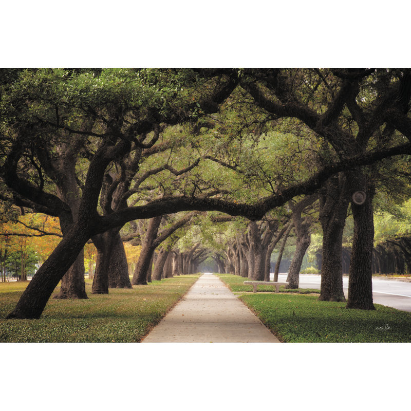 Alley Of Live Oaks, H 8 po x l 12 po, Non, Toile tendue