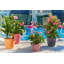 Classico Pot Planter-36483411-36483412