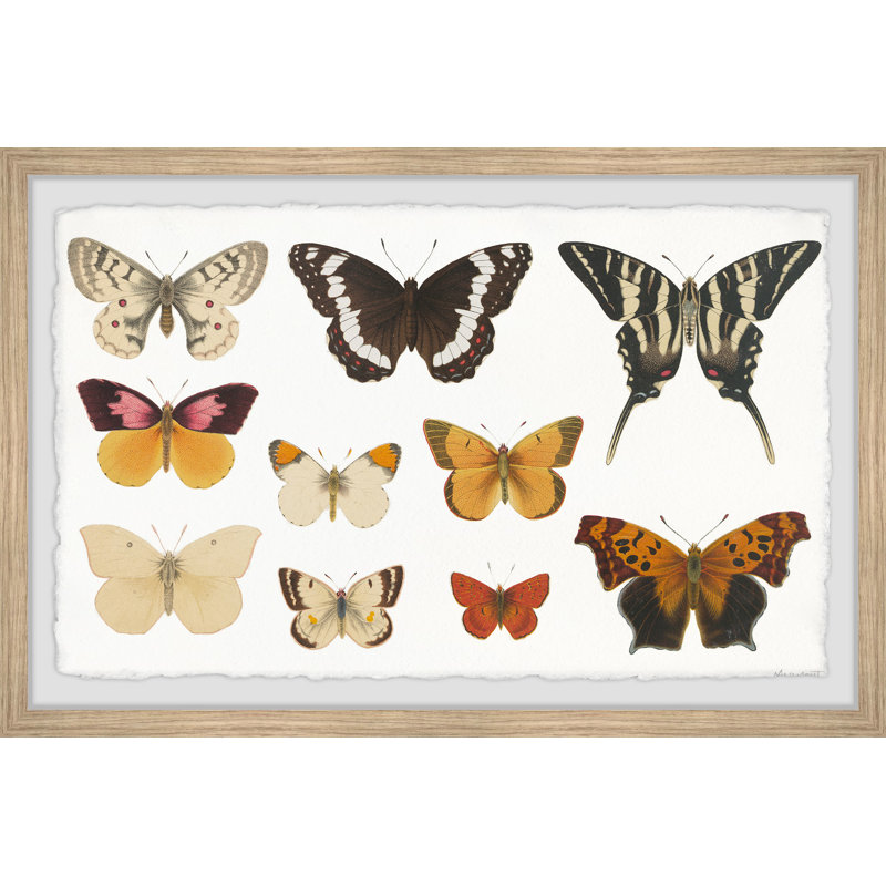 «The Butterfly Collection», reproduction encadrée, H 24 po x l 36 po