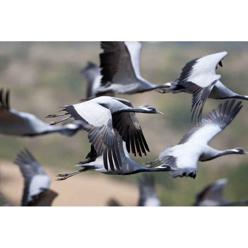 Volée de grues Demoiselle par Sabirmallick, H 8 po x l 12 po
