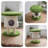2 Tiers Cat Tree with Condons,Perch,Scratching Posts