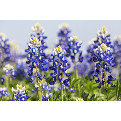 Texas Bluebonnets - Wrapped Canvas Print