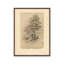 «This Old Tree» par Stellar Design Studio, reproduction d'art-1244260543-1244260540-1244260675