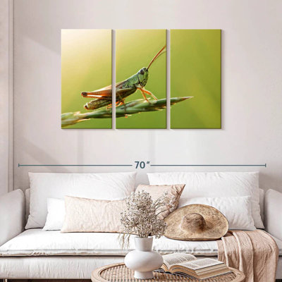 Grasshopper