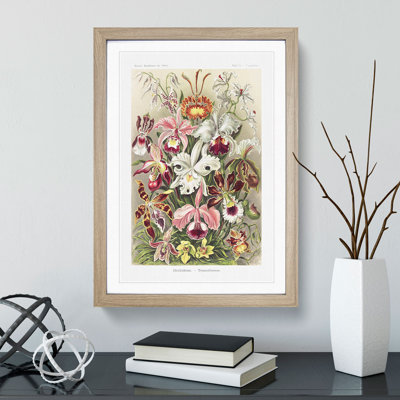 Orchids by Ernst Haeckel - Framed Print