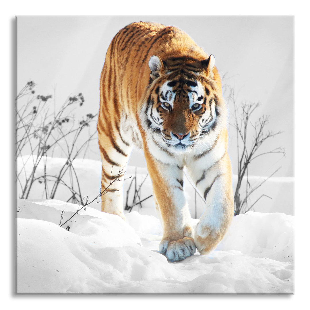 Glasbild Großer Wilder Tiger im Schnee