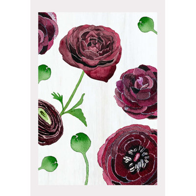 Black Ranunculus On Snow Print by Jessica Hollander