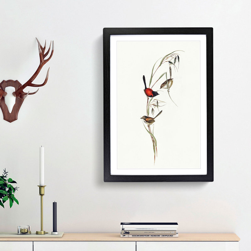 Black-Headed Wren by Elizabeth Gould - Picture Frame Art Print, 48cm H x 36cm W x 2cm D, Black Framed