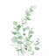 Eucalyptus I - reproduction sur toile tendue-634725795-626152198-626152204
