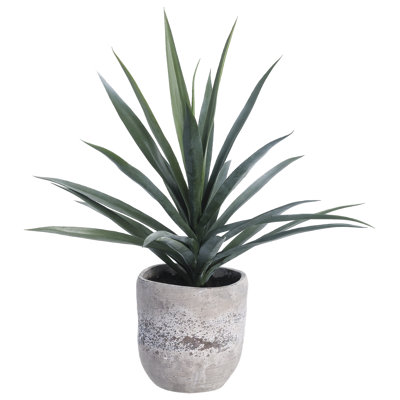 Plante à feuillage yucca dans un pot de fleurs