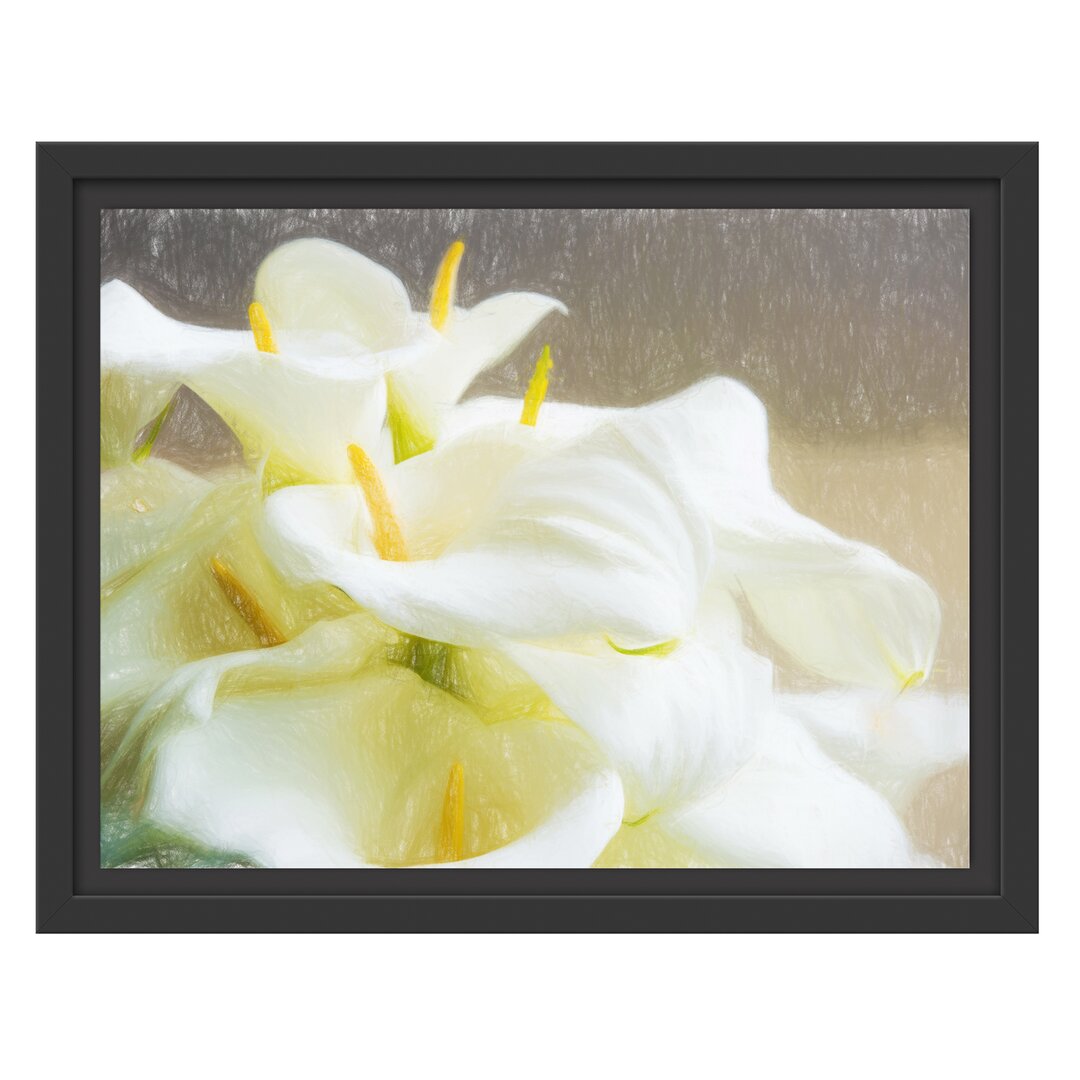 Gerahmtes Poster Beautiful White Calla Lilies