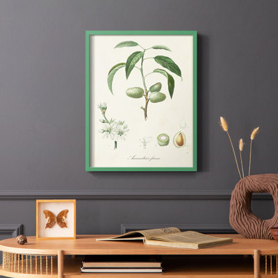 Antique Ammond Botanical I, reproduction encadrée - bois massif