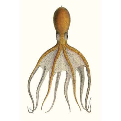 Antique Octopus Collection VI - Print