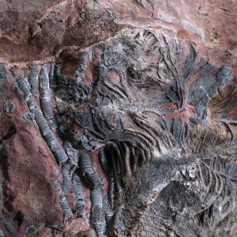 Crinoid On Matrix